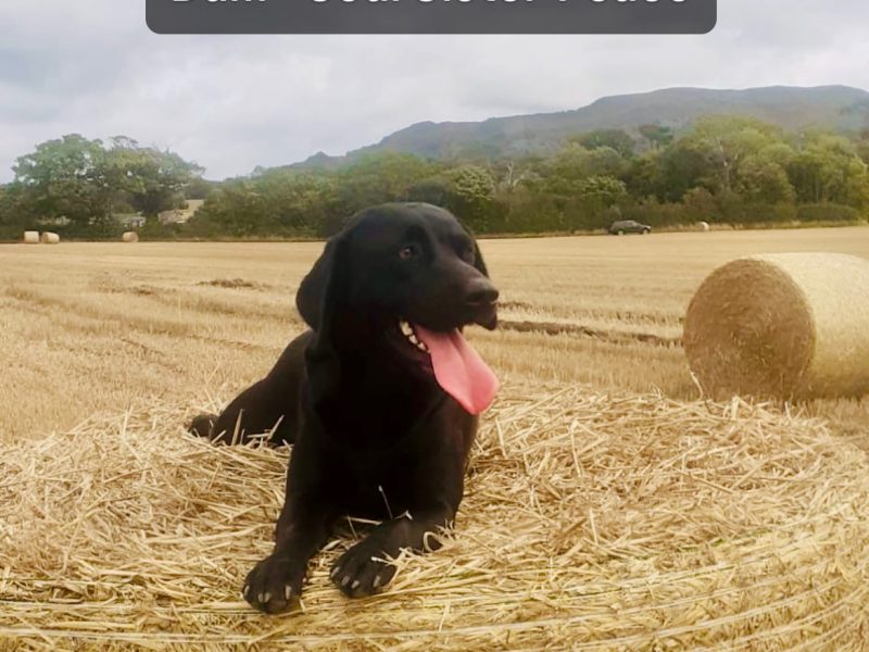 {CATEGORY} - Labrador retriever puppies Leadburn, Buccleuch, Drakeshead, Chatsworth FCCH FTW blood lines in 
