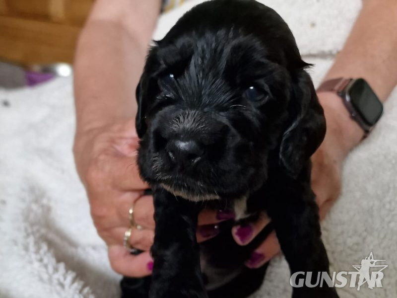 {CATEGORY} - Cocker spaniel in 