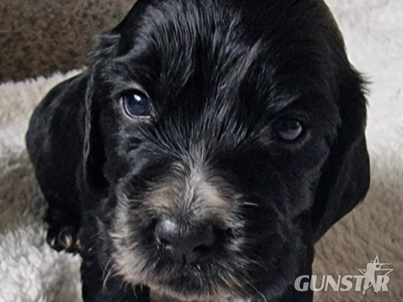 Cocker spaniel - {CATEGORY} in 