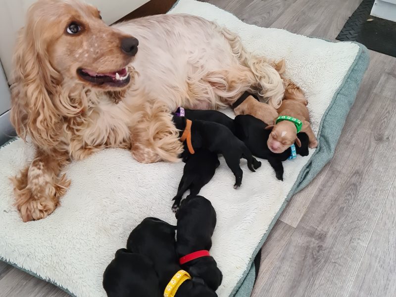 Cocker spaniel