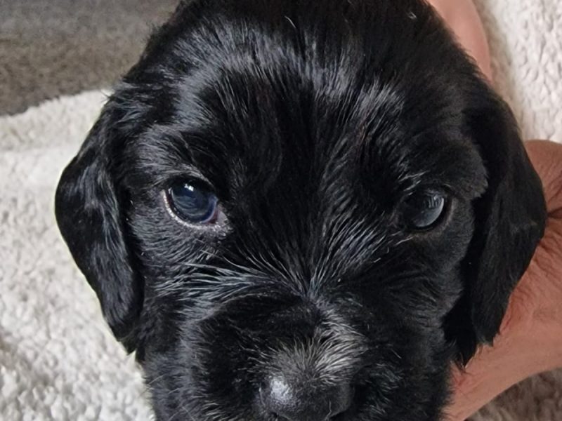  Cocker spaniel
