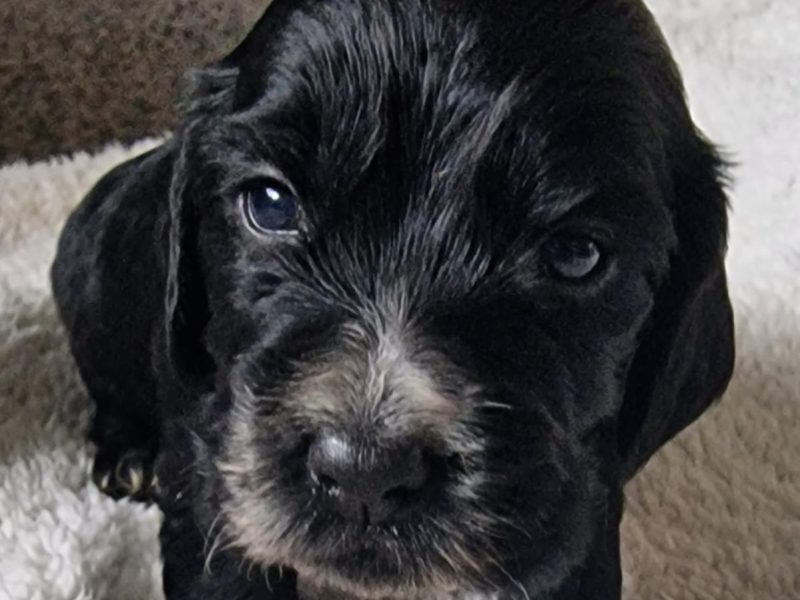 Cocker spaniel - {CATEGORY} in 