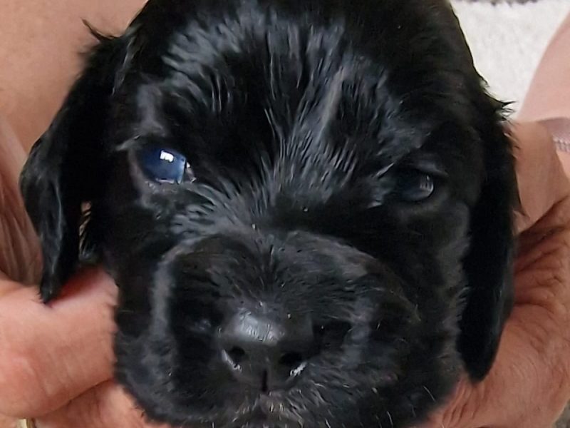 Cocker spaniel - {CATEGORY}