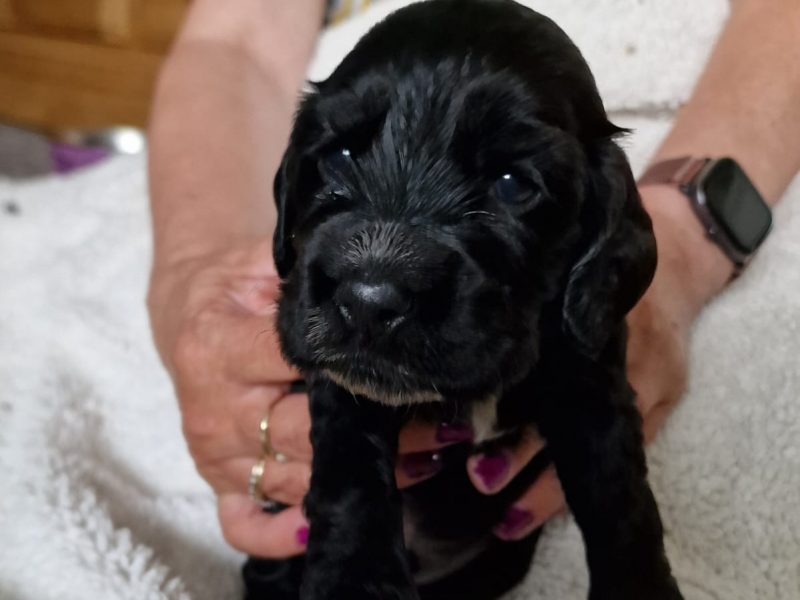 {CATEGORY} - Cocker spaniel in 