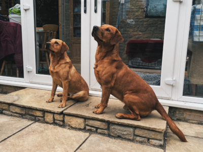 KC Fox Red Labradors Puppies