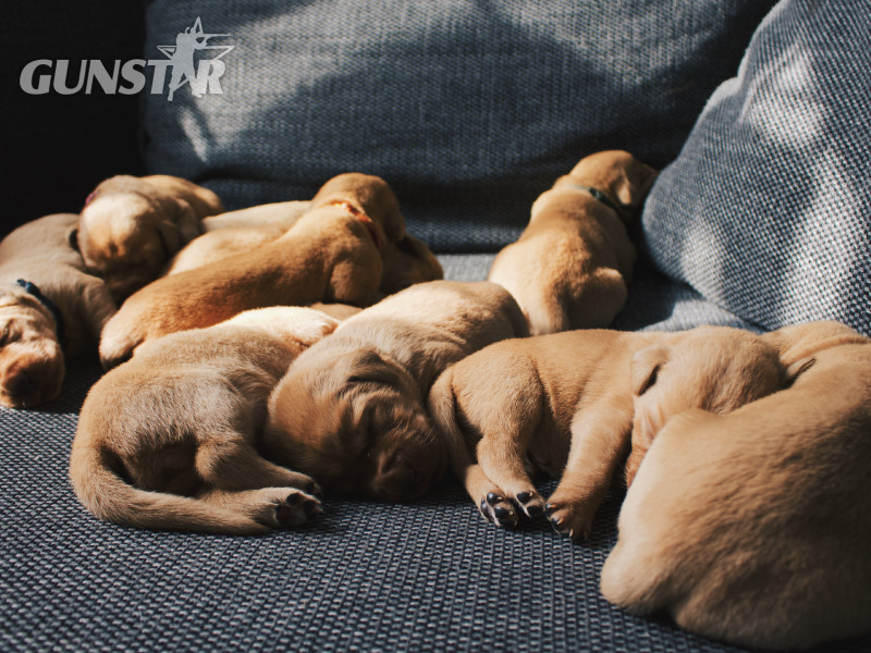 KC Fox Red Labradors Puppies - {CATEGORY}