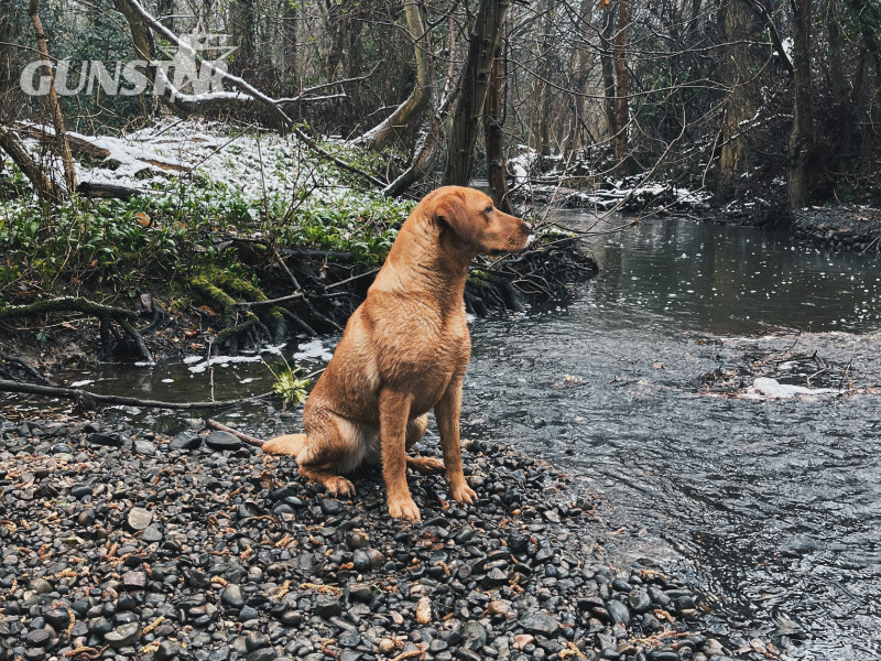 KC Fox Red Labradors Puppies 