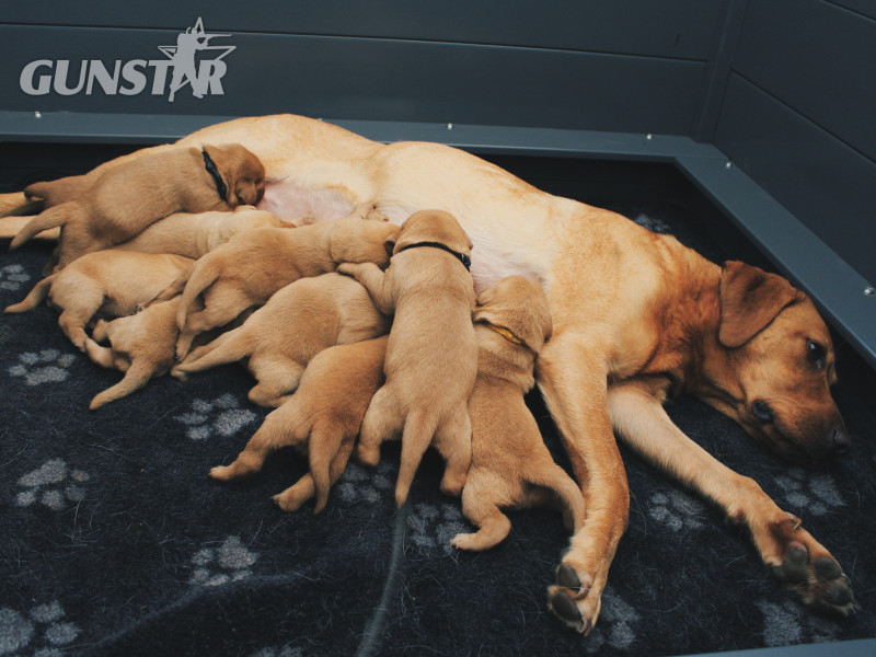 KC Fox Red Labradors Puppies - {CATEGORY} in 