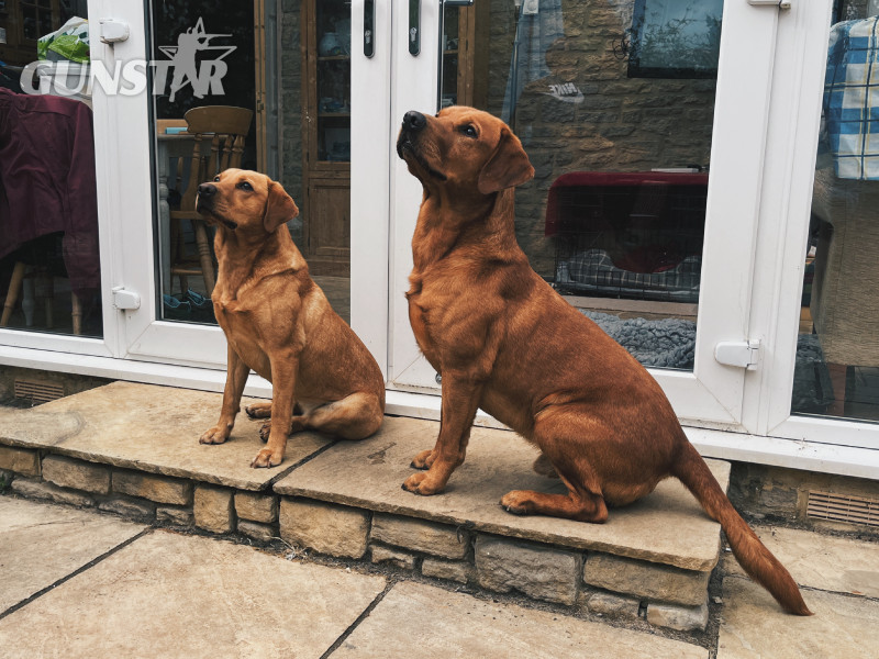 KC Fox Red Labradors Puppies in 