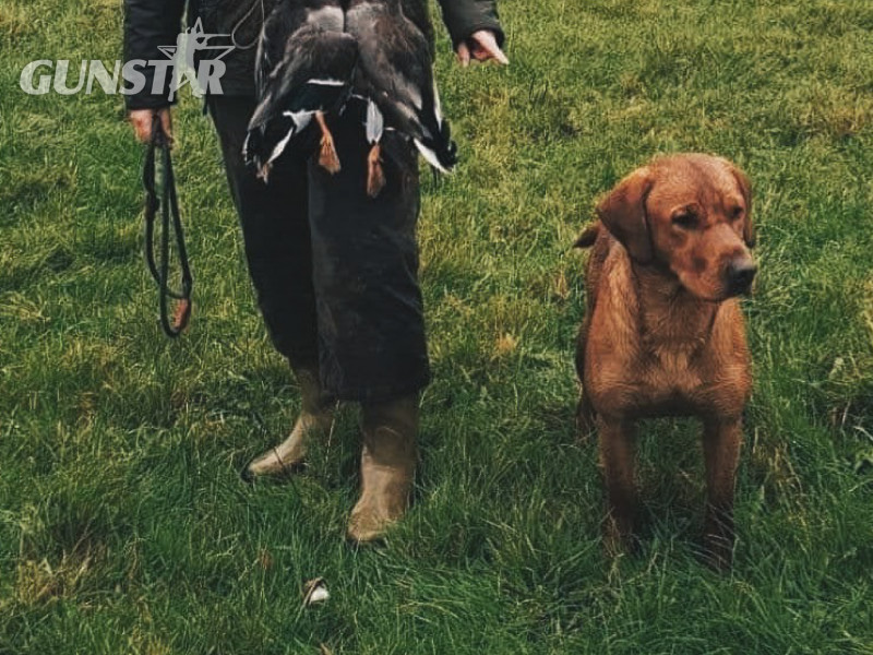 {CATEGORY} - KC Fox Red Labradors Puppies