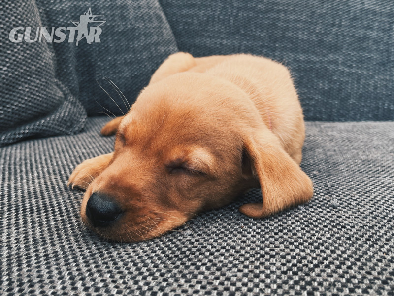  KC Fox Red Labradors Puppies