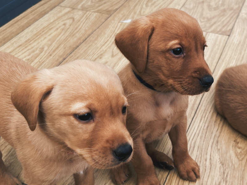 KC Fox Red Labradors Puppies