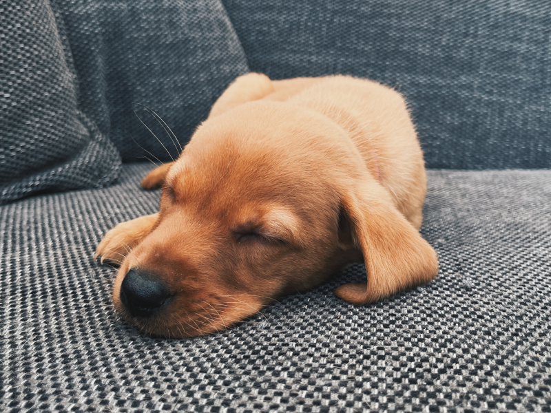  KC Fox Red Labradors Puppies