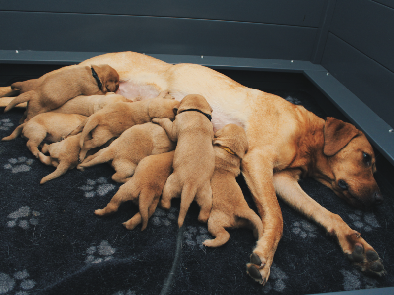 KC Fox Red Labradors Puppies - {CATEGORY} in 
