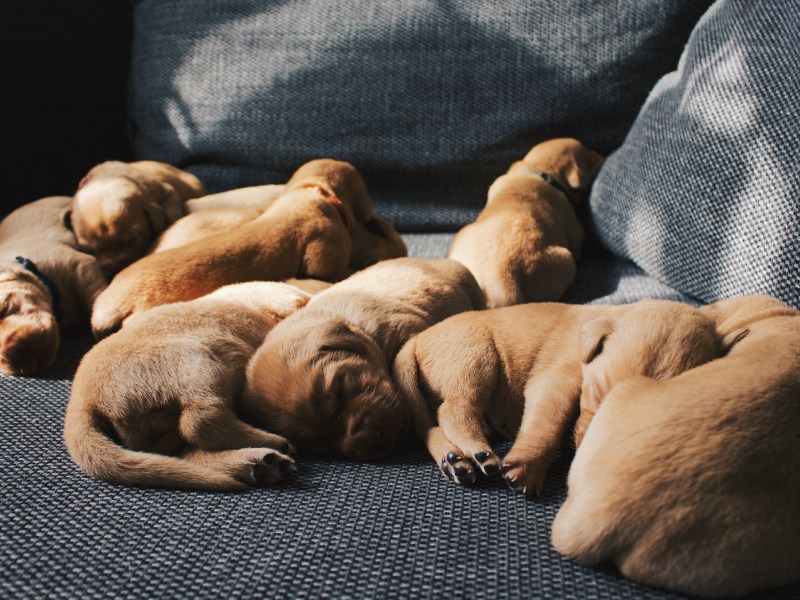 KC Fox Red Labradors Puppies - {CATEGORY}