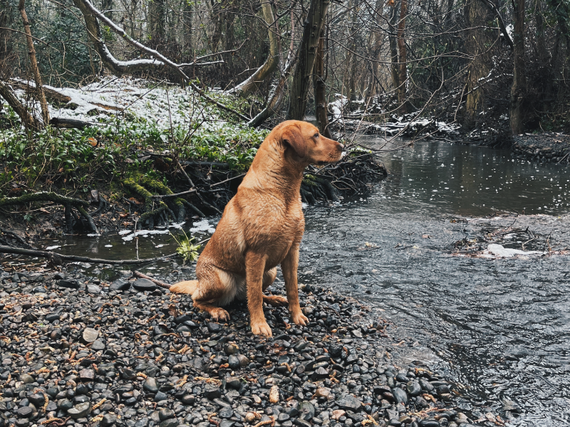 KC Fox Red Labradors Puppies 