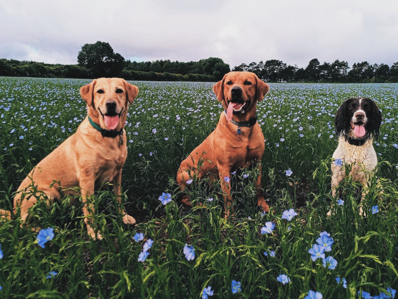 {CATEGORY} - KC Fox Red Labradors Puppies in 