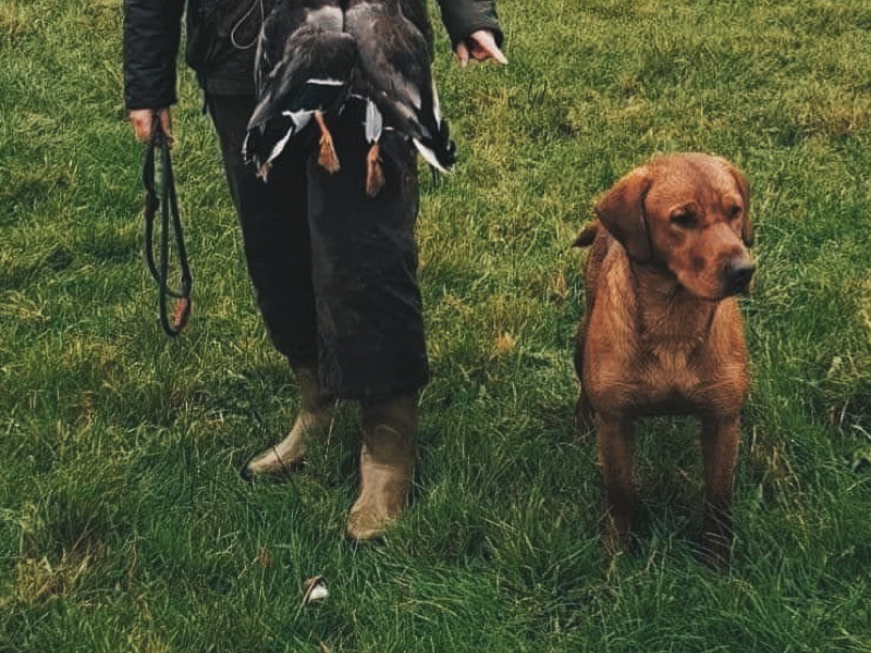{CATEGORY} - KC Fox Red Labradors Puppies