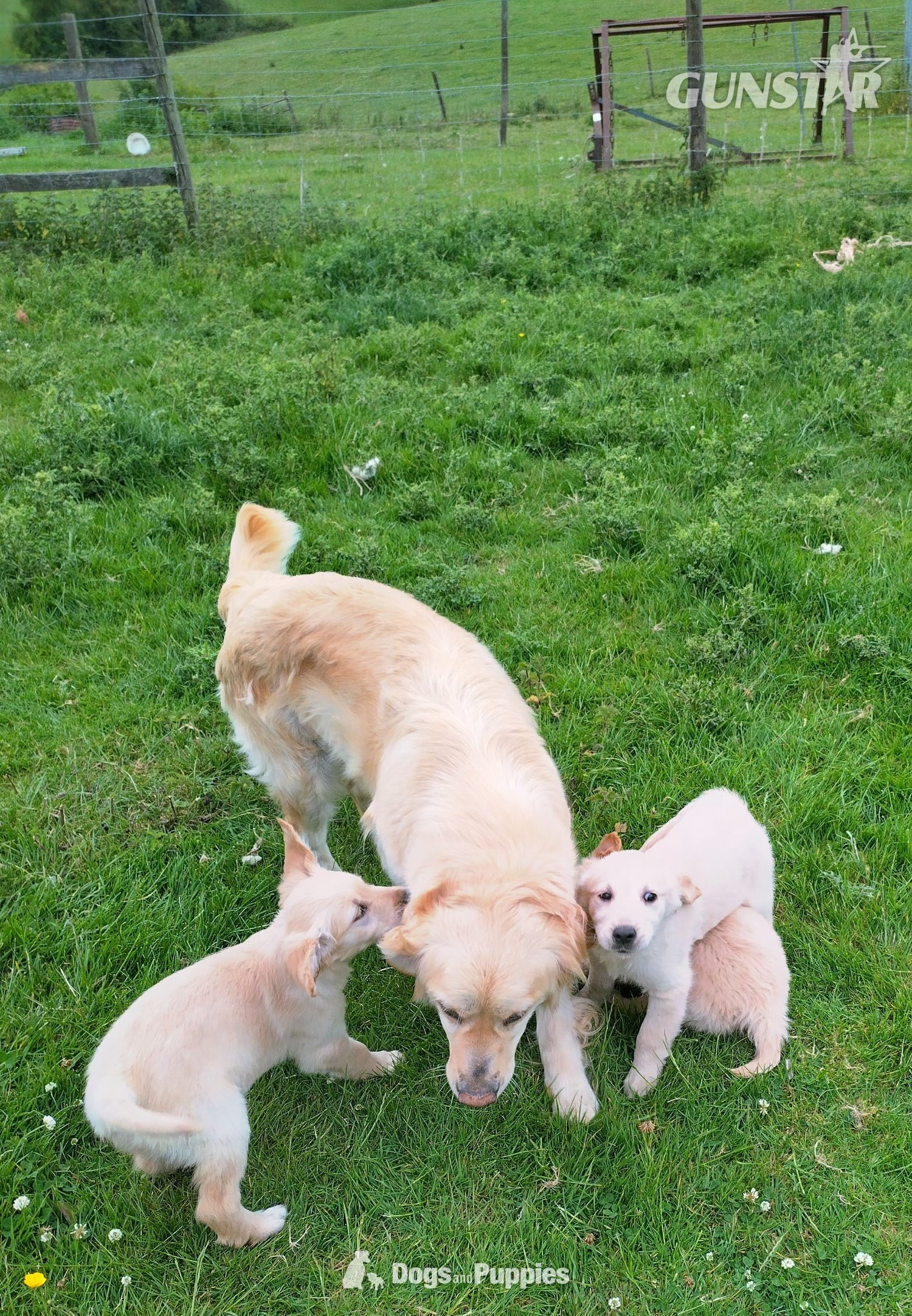 Golden Retriever puppies,vet checked and first vaccination ready 