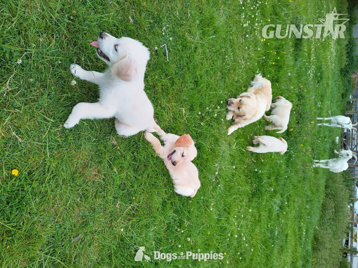  Golden Retriever puppies,vet checked and first vaccination ready 