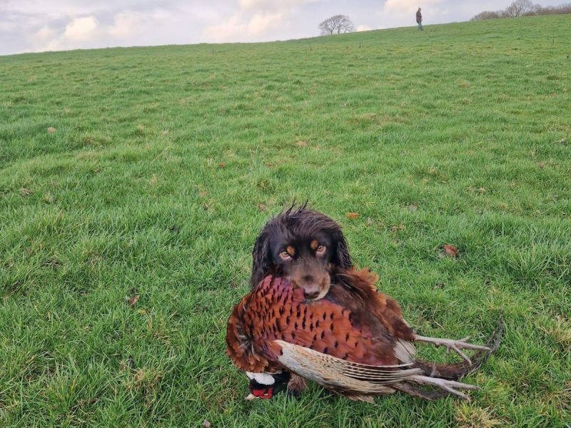 Working cocker spaniel pups - {CATEGORY} in 