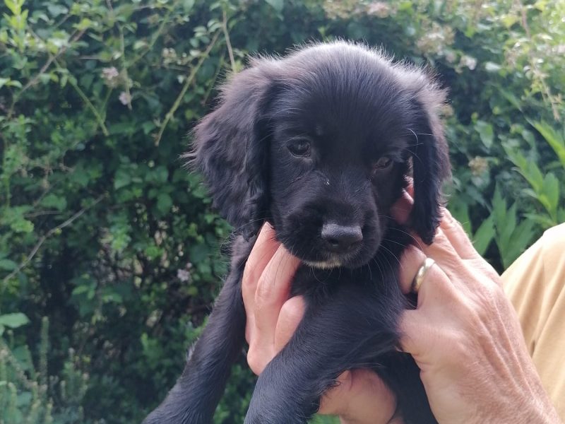 Working cocker spaniel pups - {CATEGORY}