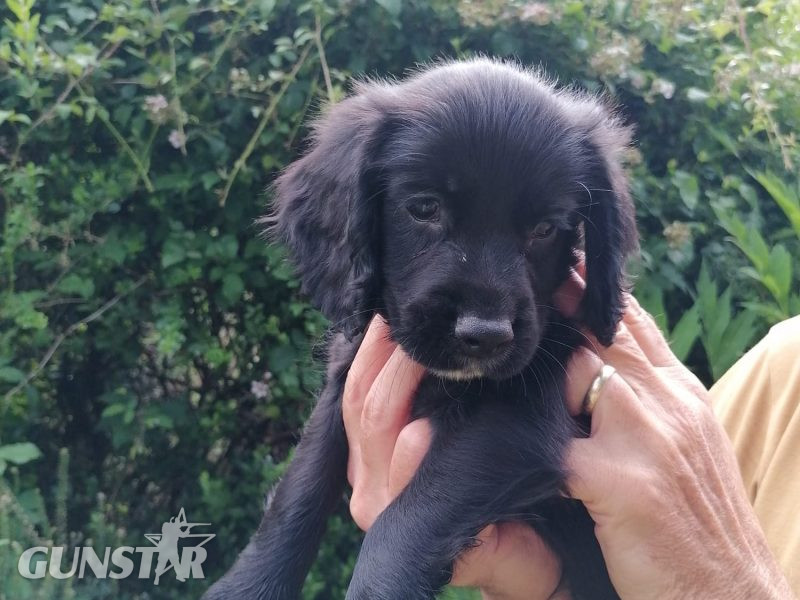 Working cocker spaniel pups - {CATEGORY}