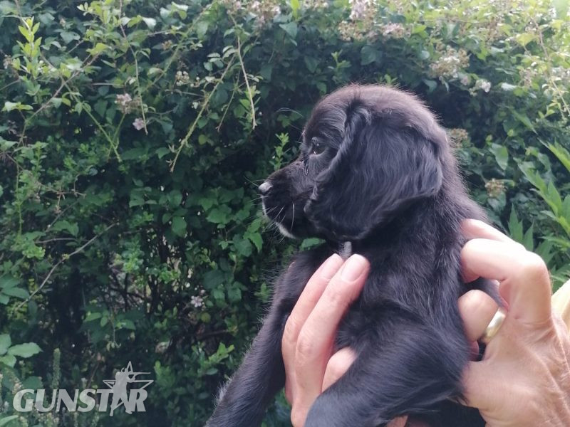 Working cocker spaniel pups