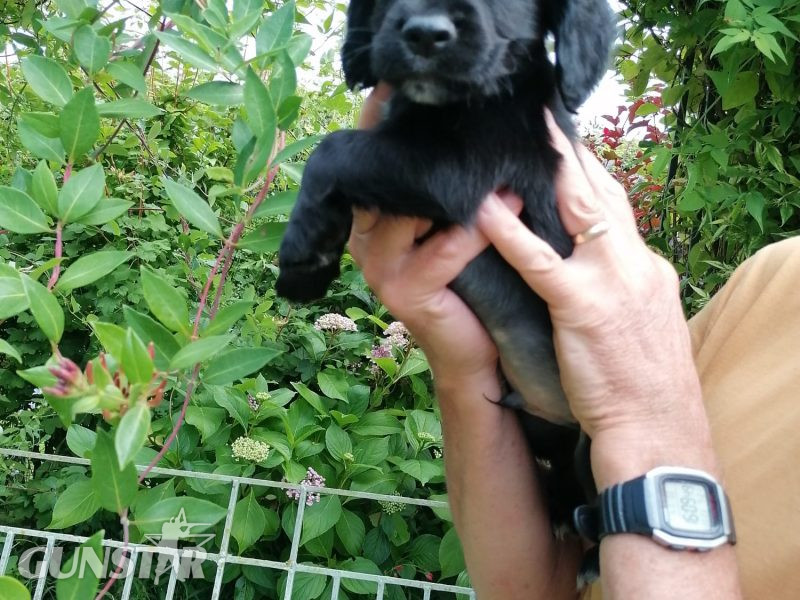 Working cocker spaniel pups 