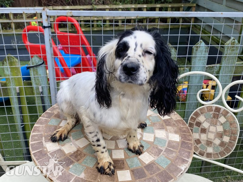 Cocker spaniel bitch in 
