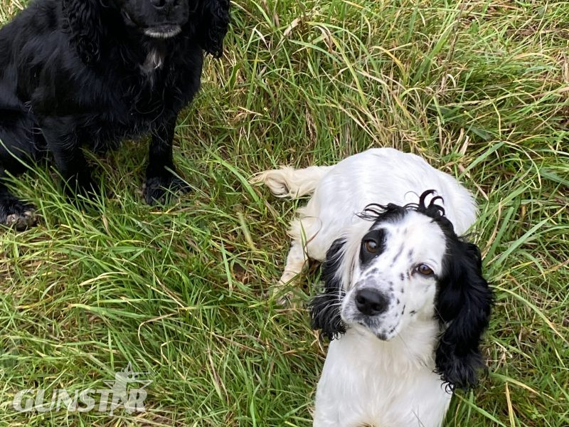 Cocker spaniel bitch - {CATEGORY}