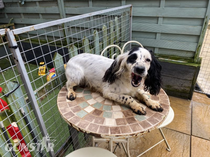 Cocker spaniel bitch