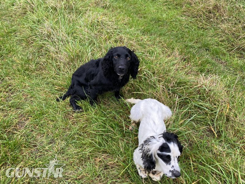 Cocker spaniel bitch - {CATEGORY} in 