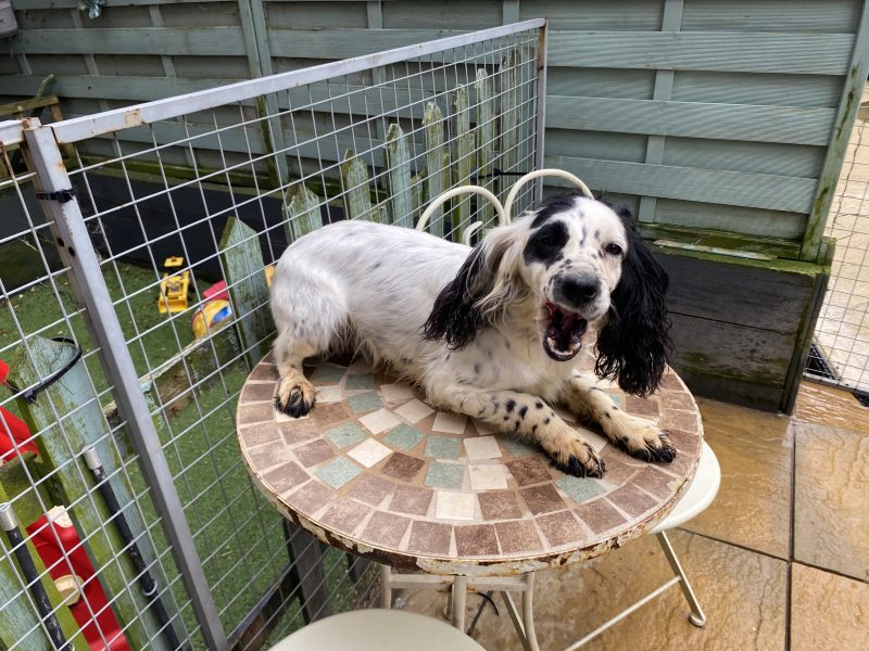 Cocker spaniel bitch