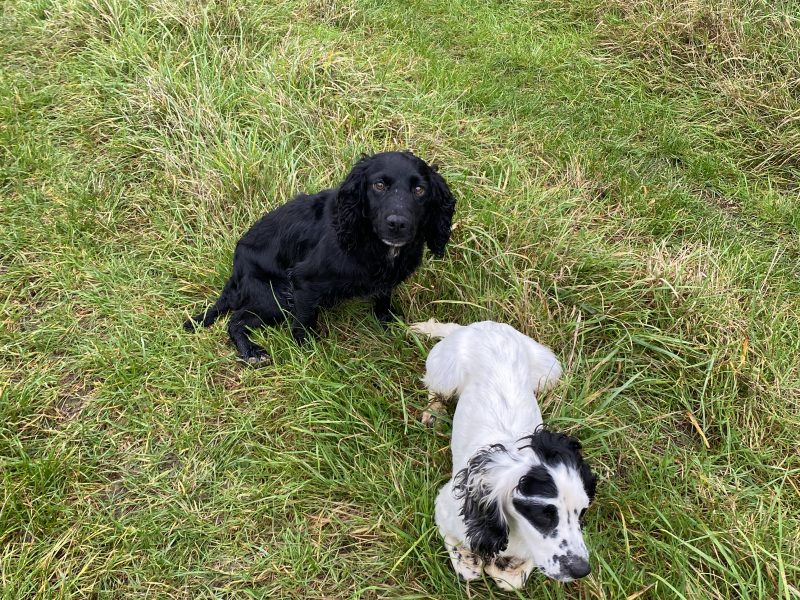 Cocker spaniel bitch - {CATEGORY} in 