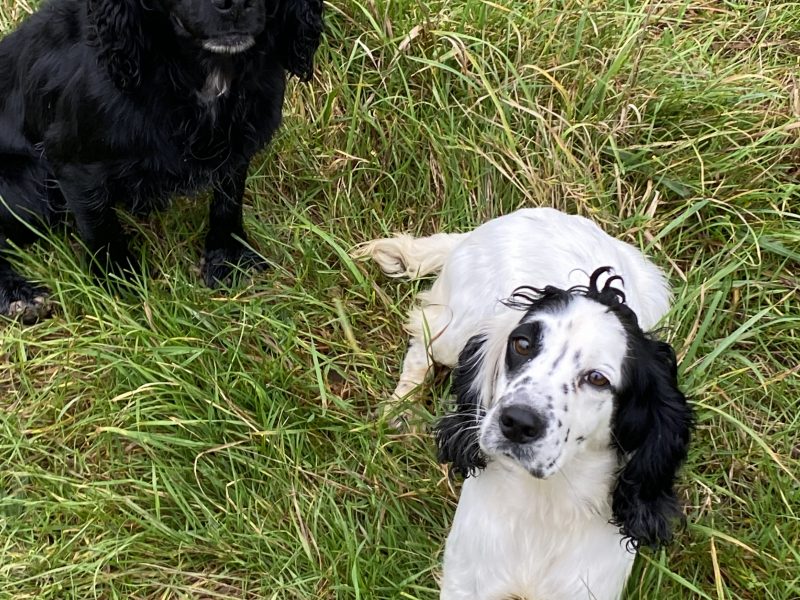 Cocker spaniel bitch - {CATEGORY}
