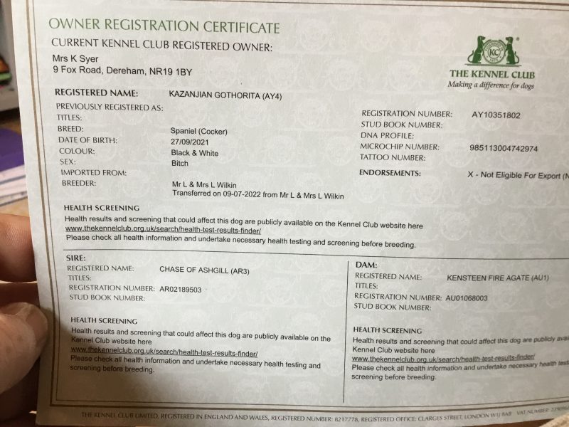 Cocker spaniel bitch 