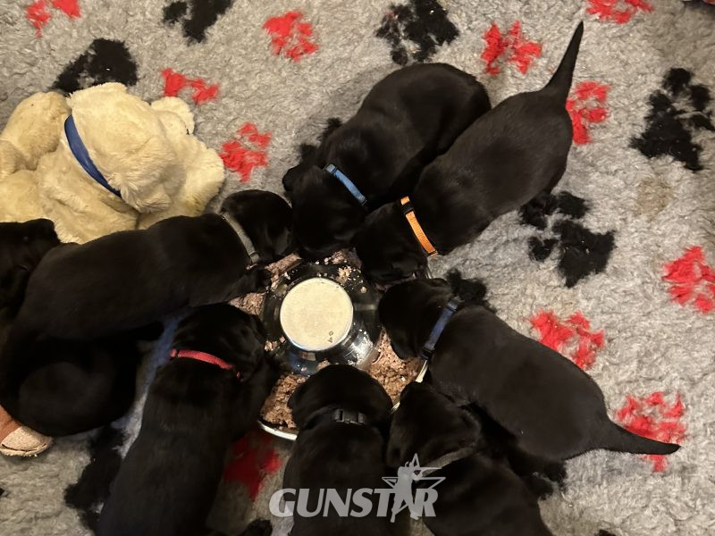 Litter of 8 Welll Bred Labrador Working Puppies in 