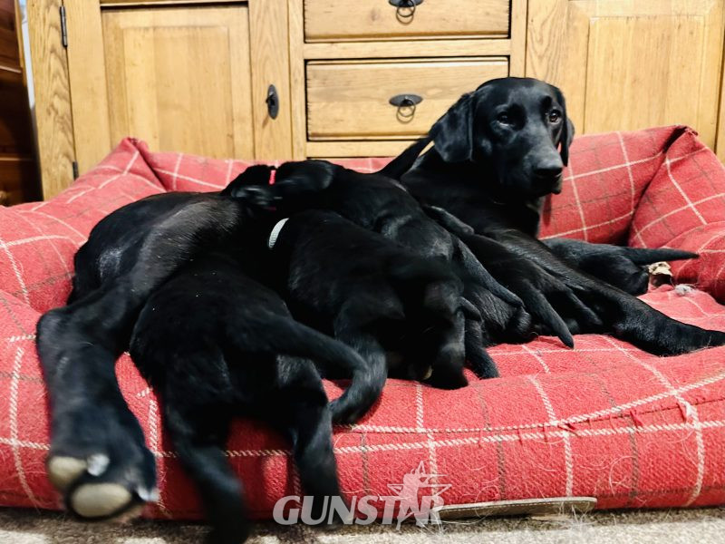 Litter of 8 Welll Bred Labrador Working Puppies