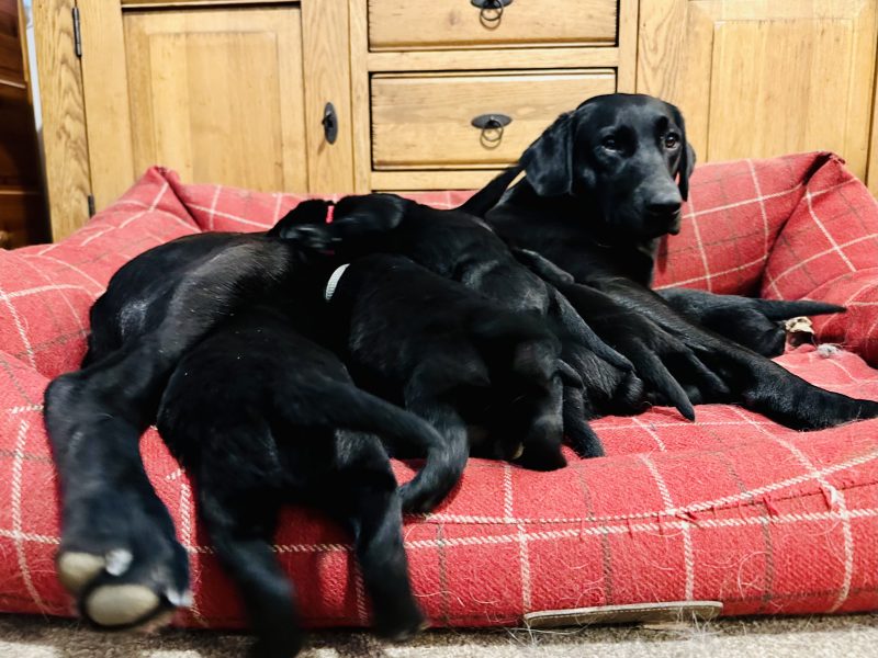 Litter of 8 Welll Bred Labrador Working Puppies