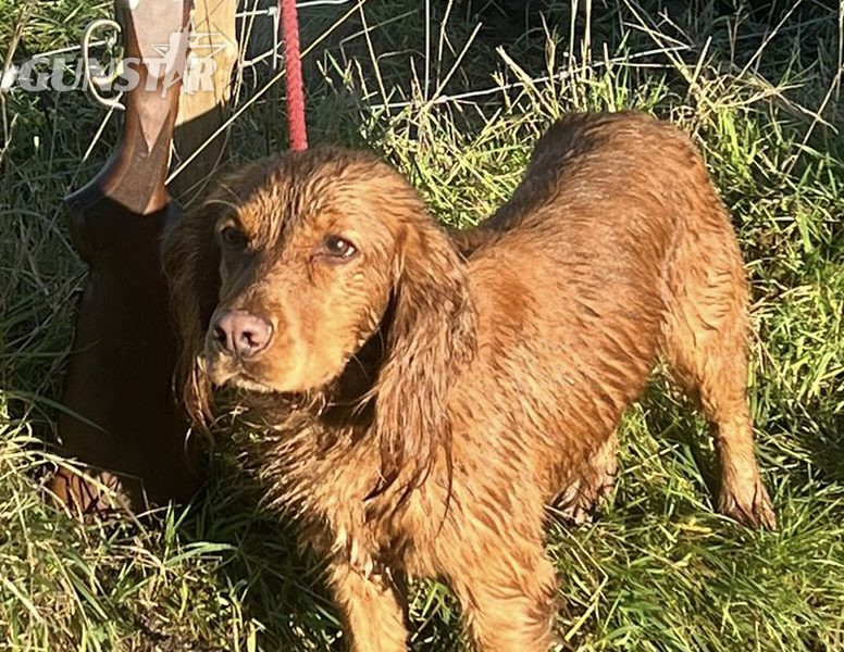 Fantastically well bred working cocker spaniels dog puppies - {CATEGORY}