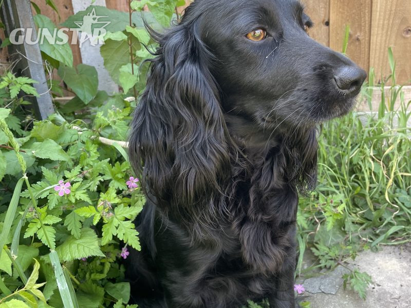 {CATEGORY} - Fantastically well bred working cocker spaniels dog puppies in 