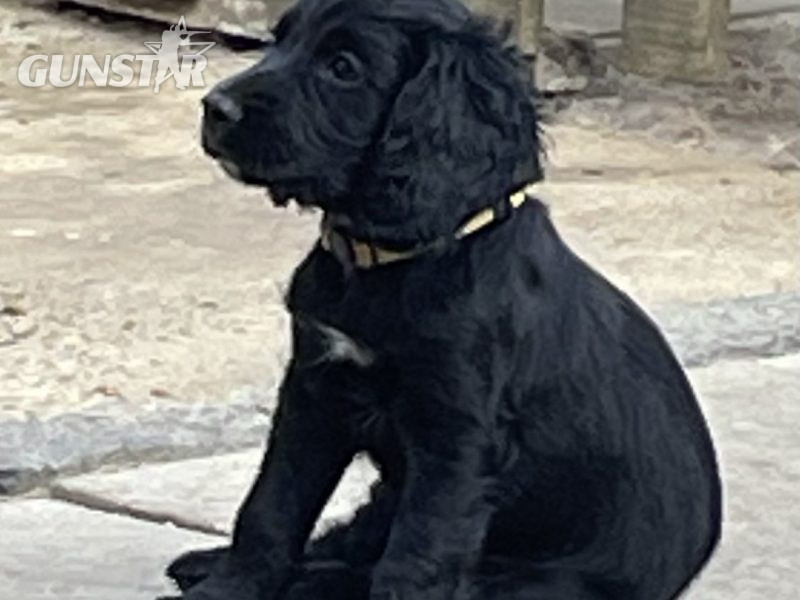 Fantastically well bred working cocker spaniels dog puppies in 
