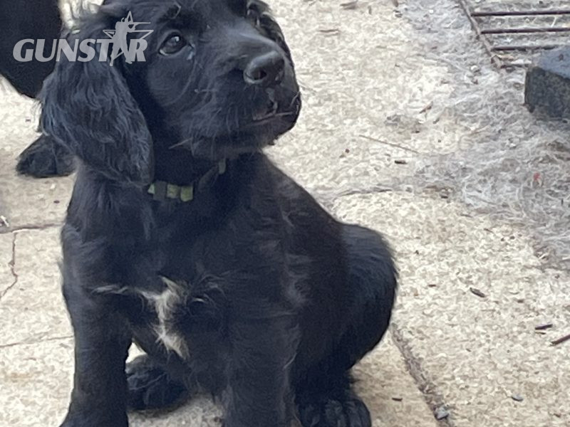 Fantastically well bred working cocker spaniels dog puppies