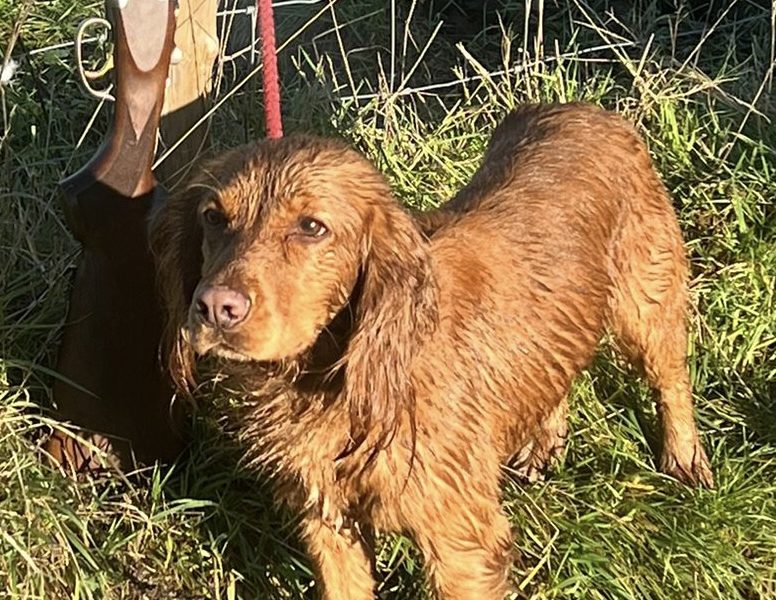 Fantastically well bred working cocker spaniels dog puppies - {CATEGORY}