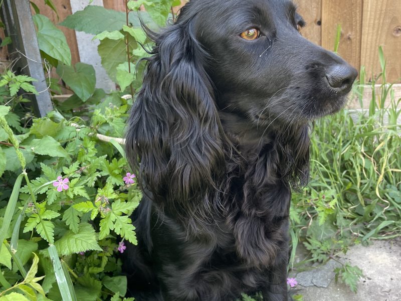 {CATEGORY} - Fantastically well bred working cocker spaniels dog puppies in 