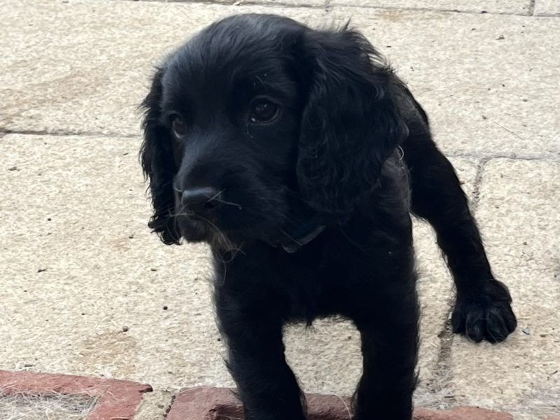 {CATEGORY} - Fantastically well bred working cocker spaniels dog puppies