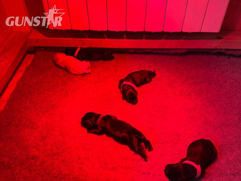 2024 IGL Winner Sired Puppies - {CATEGORY}