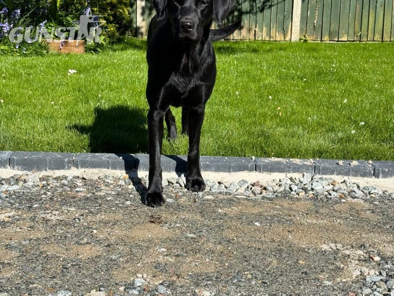 2024 IGL Winner Sired Puppies