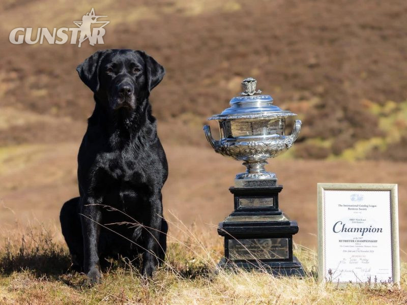 2024 IGL Winner Sired Puppies - {CATEGORY} in 
